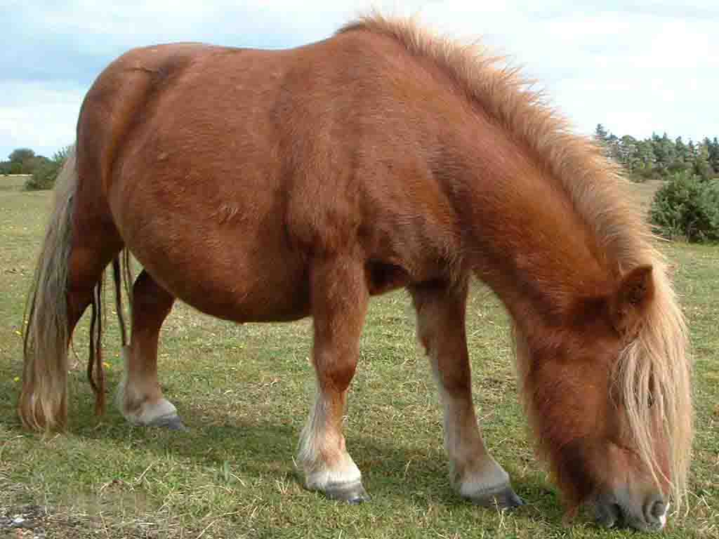 PONEI SHETLAND